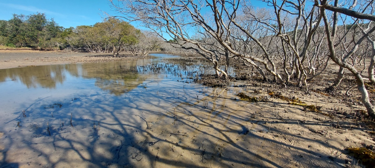 Bundeena mangroves
